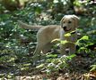 Milka in der Wahner Heide von catweazle99-Tierfotografie