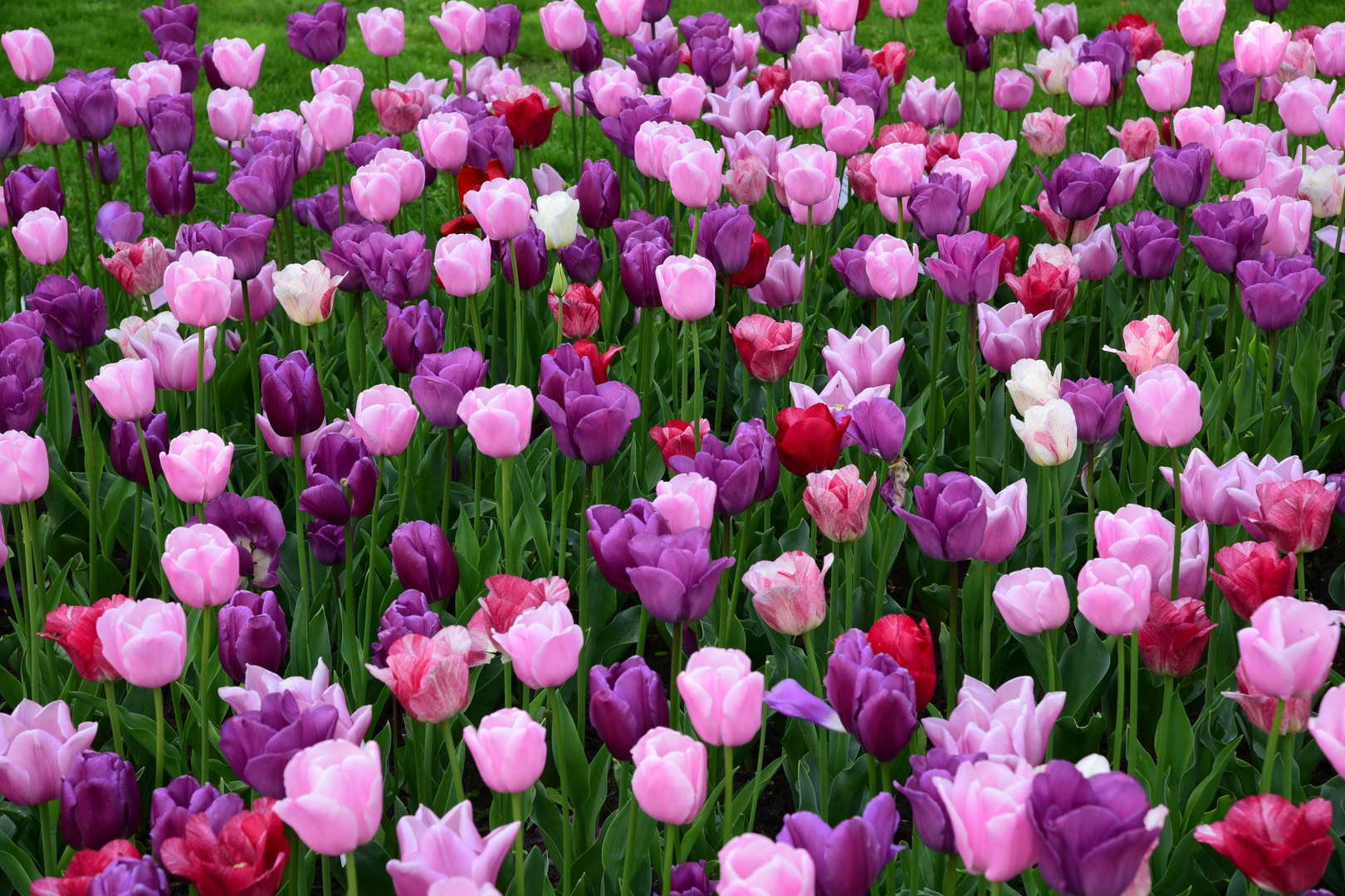 Milka Lila Tulpen Foto &amp; Bild pflanzen, pilze &amp; flechten, blüten