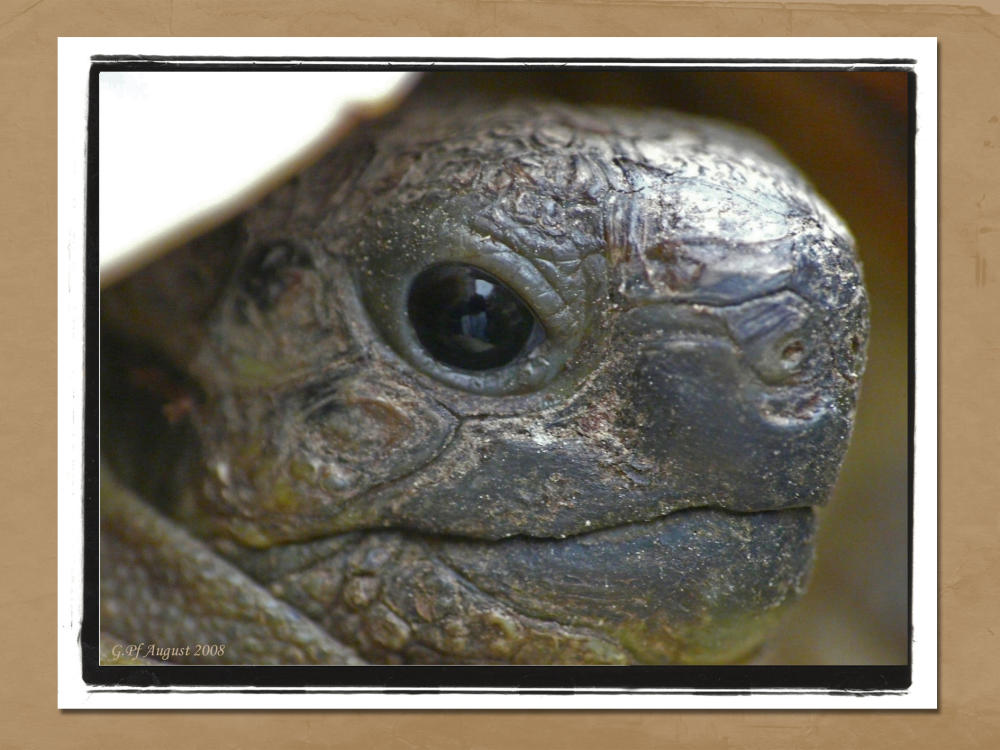 milka, portrait einer kleinen schildkröte