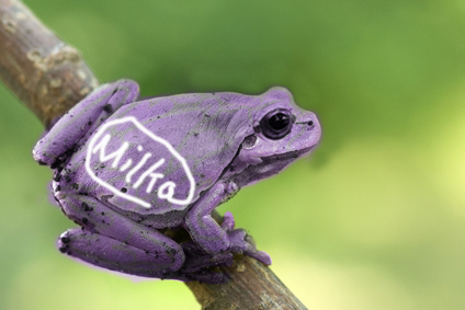 Milkafrosch