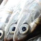 Milkfish