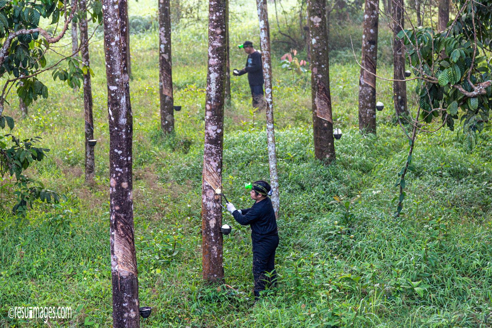 Milking Of The Rubber Tree