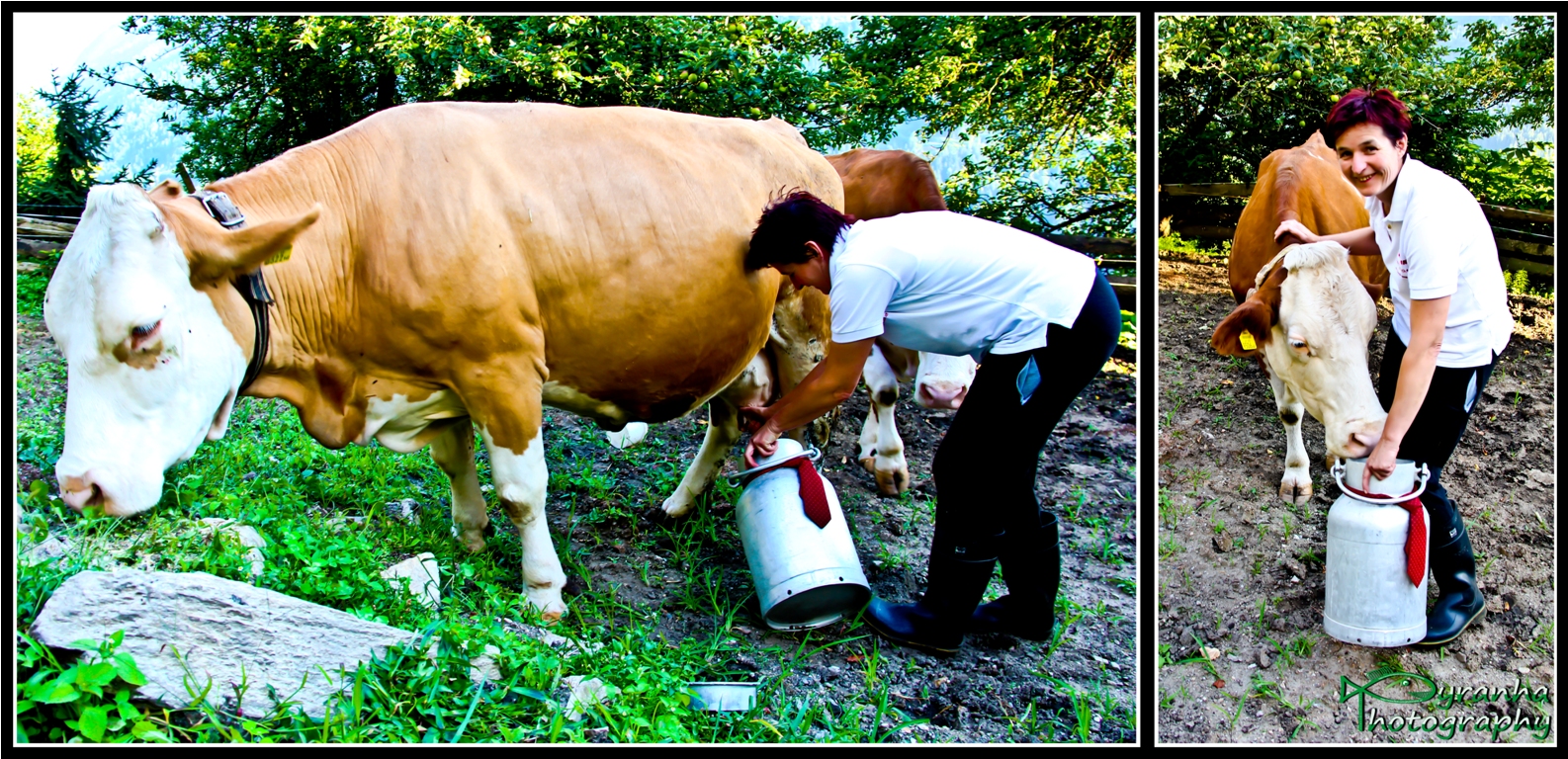 Milking The Cow