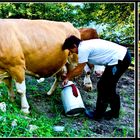 Milking The Cow