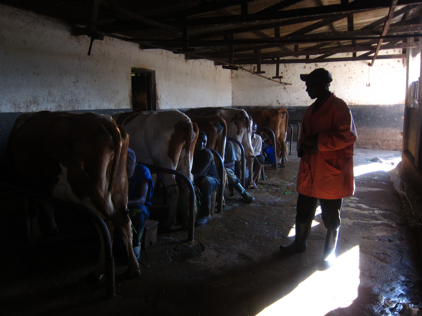 Milking the cows