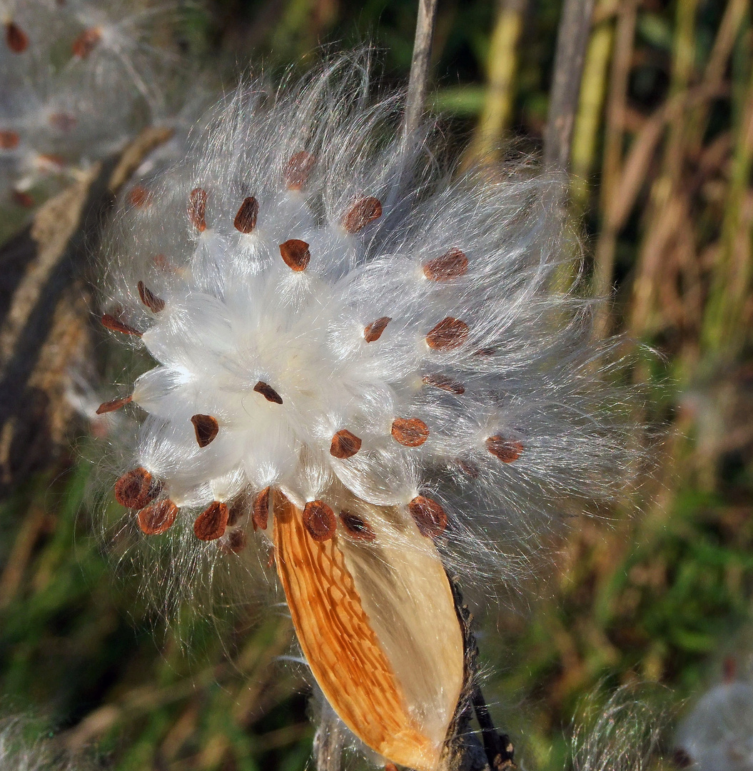 Milkweed