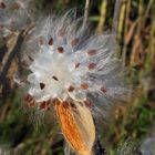 Milkweed