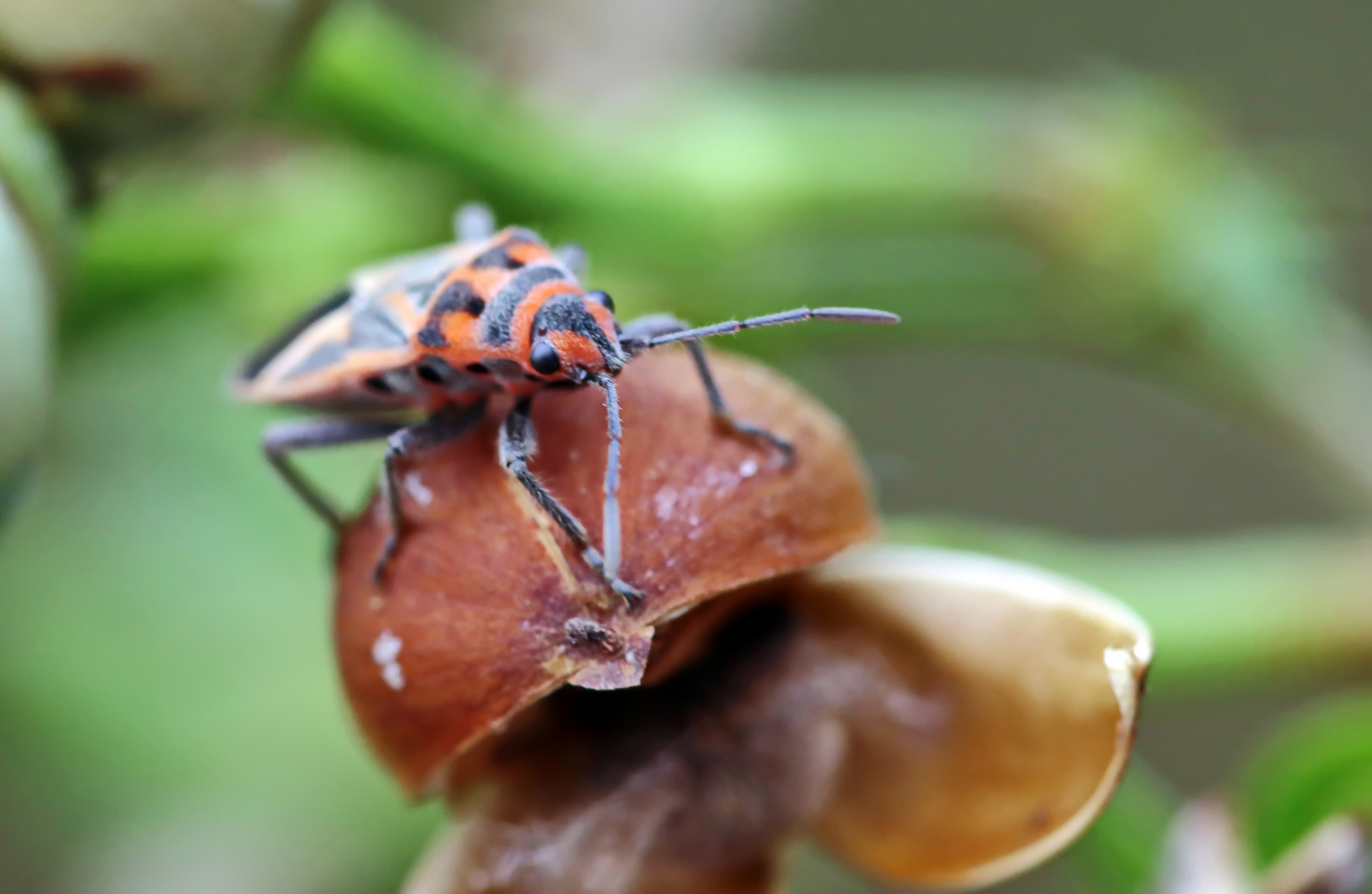 Milkweed Bug,Spilostethus furculus