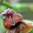 Milkweed Bug,Spilostethus furculus