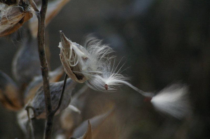 milkweed