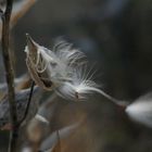 milkweed