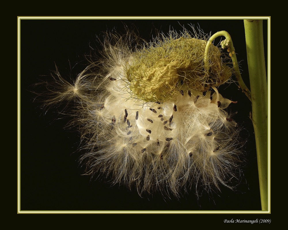 Milkweed in bloom explosion