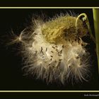 Milkweed in bloom explosion