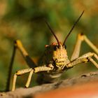 Milkweed Locust