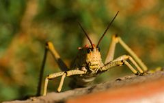 Milkweed Locust