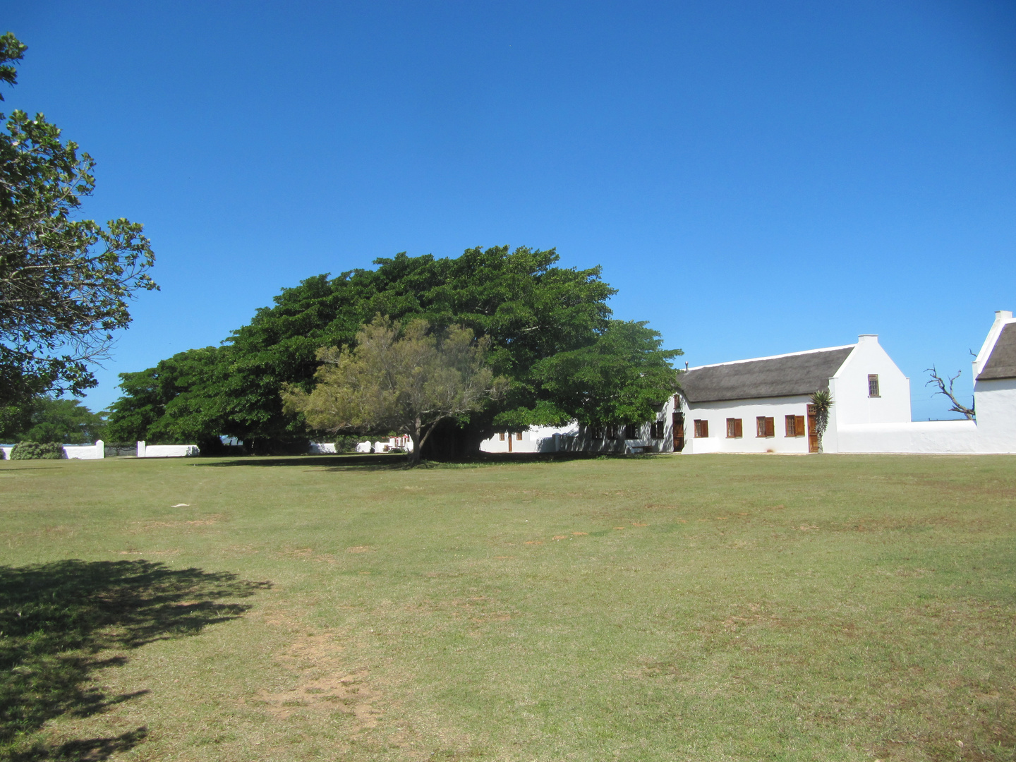 Milkwood Tree, alter Riesenbaum