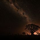 ~ MILKY WAY im QUIVER TREE FOREST I ~ 