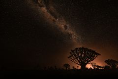 ~ MILKY WAY im QUIVER TREE FOREST I ~ 