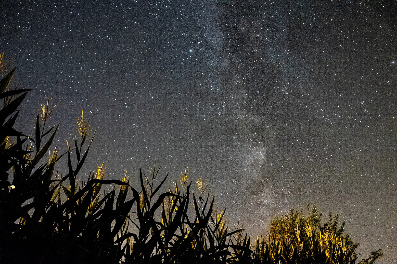 Milky Way over corn