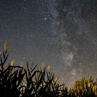 Milky Way over corn