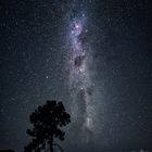 milky way tree