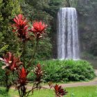 Millaa Millaa Falls Atherton Tablelands (IMG_0367)