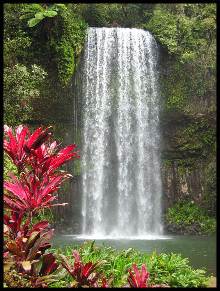 Millaa Millaa Falls in den Atherton Tablelands