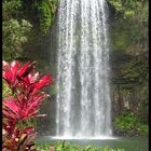 Millaa Millaa Falls in den Atherton Tablelands