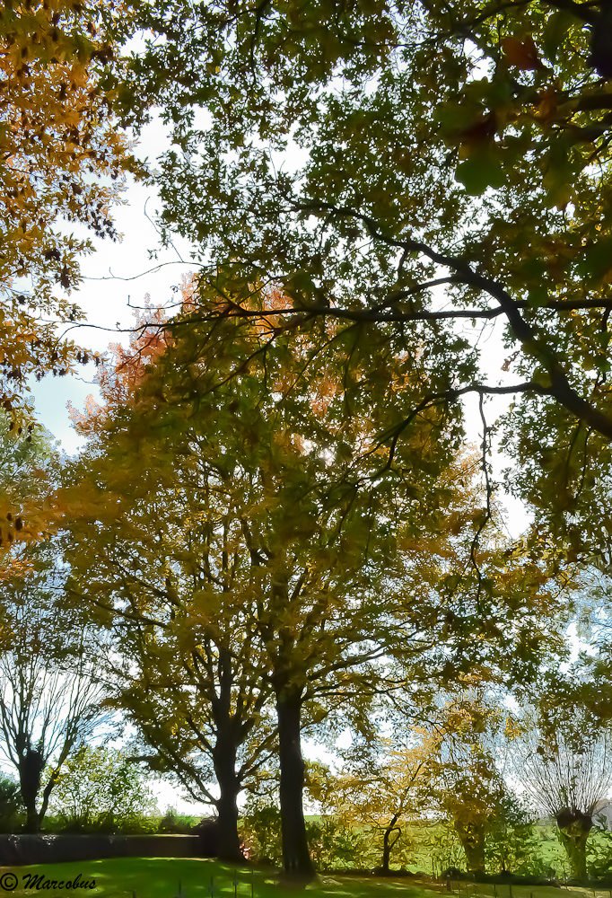 Mille feuilles d'automne