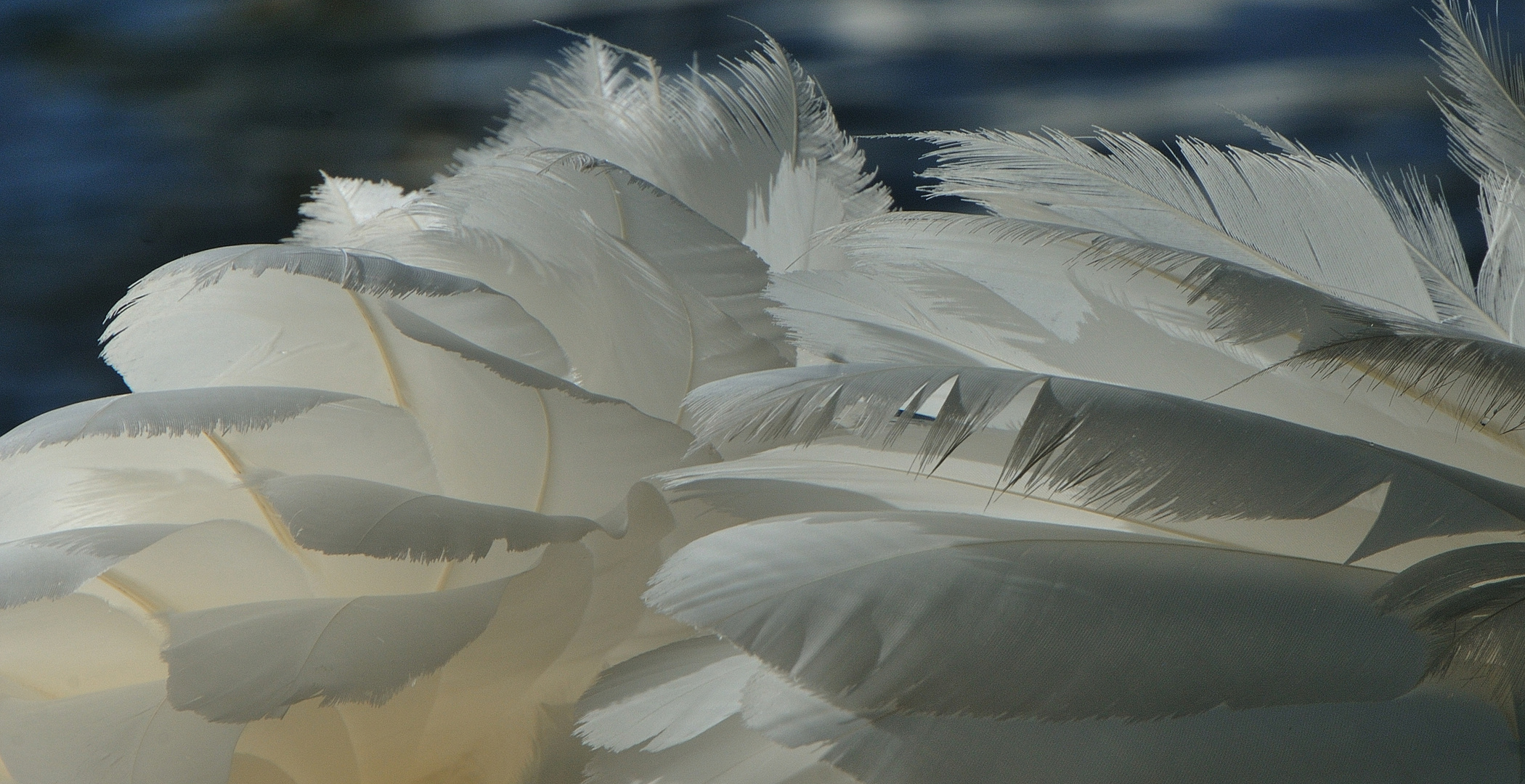 Mille feuilles de plumes de cygnes