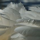 Mille feuilles de plumes de cygnes