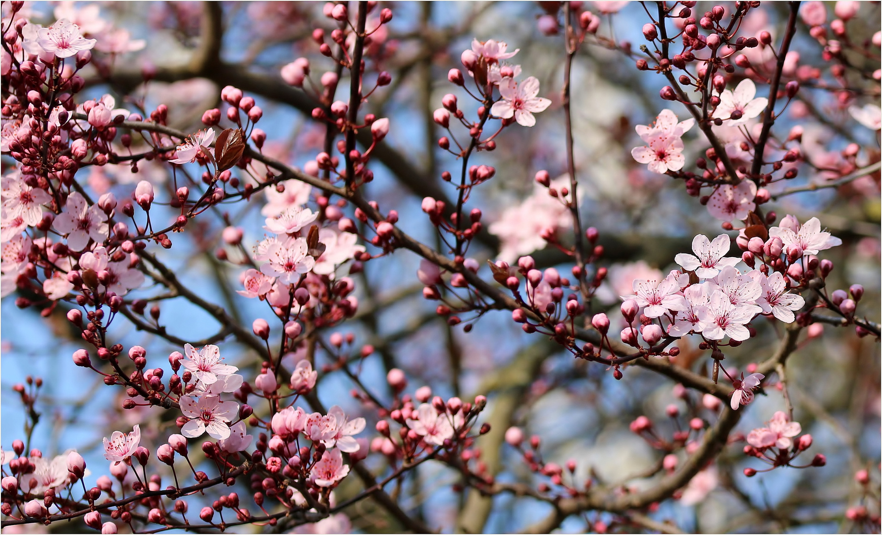 Mille fiori - Blutpflaume "Nigra" (Prunus cerasifera Nigra).