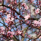 Mille fiori - Blutpflaume "Nigra" (Prunus cerasifera Nigra).