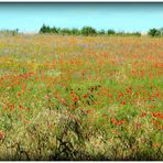 MILLE FLEURS SOUS CIEL BLEU