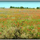 MILLE FLEURS SOUS CIEL BLEU