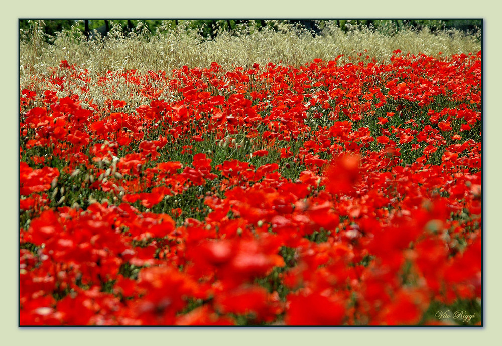 ...mille papaveri rossi. Foto Immagini piante, fiori e funghi