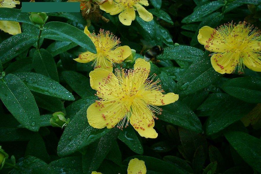 Millepertuis (Hypericum calicinum)