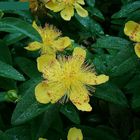 Millepertuis (Hypericum calicinum)