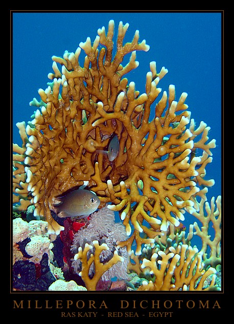 MILLEPORA DICHOTOMA