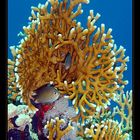 MILLEPORA DICHOTOMA