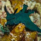 Miller's Nembrotha