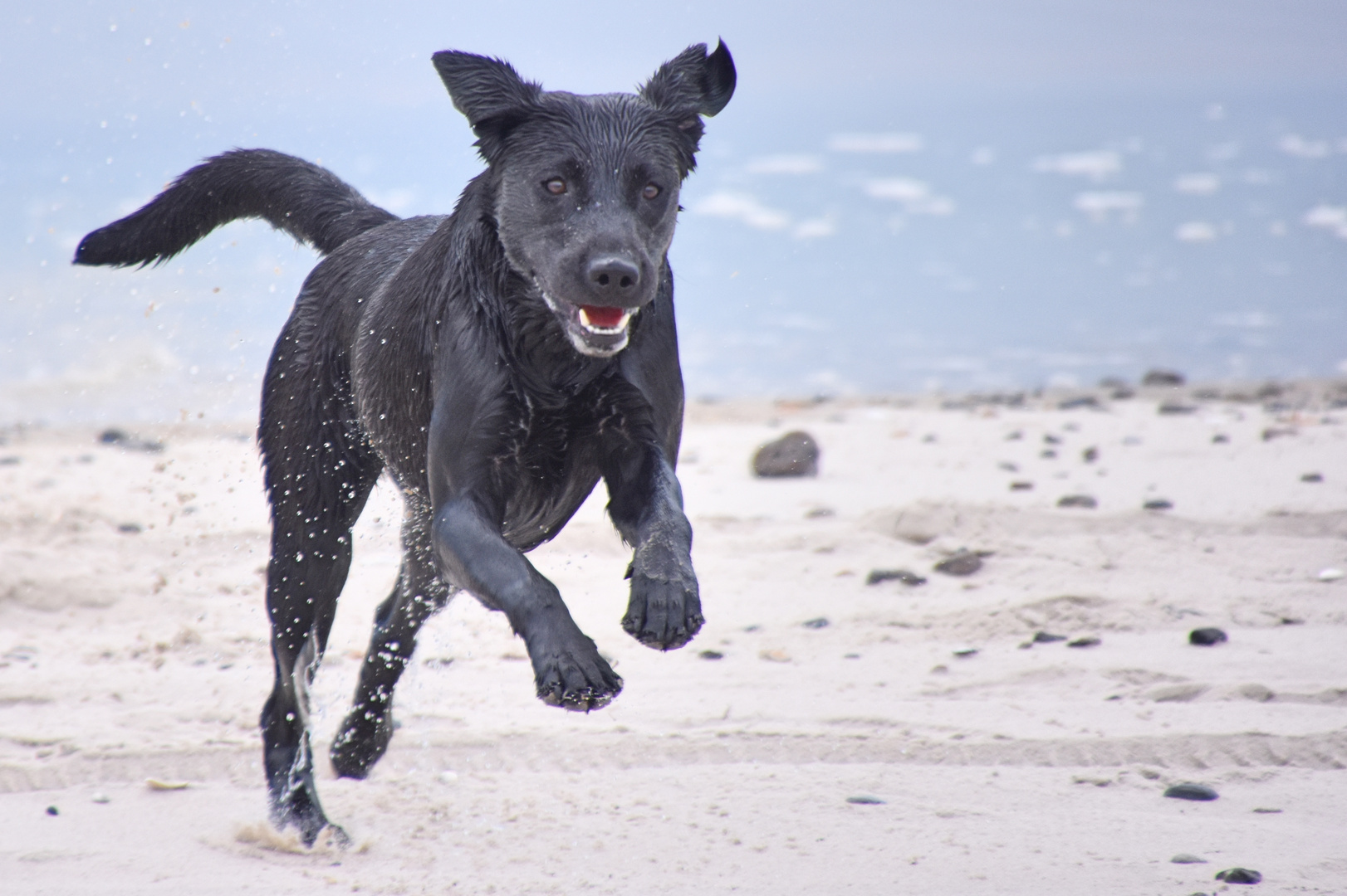 Millie am Strand