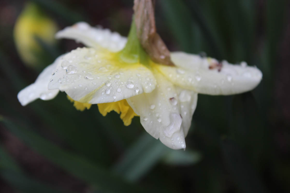 Million rain drops, spring is coming :D