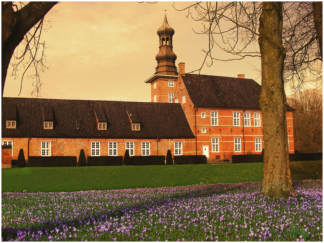 Millionen Krokusse im Husumer Schlosspark 