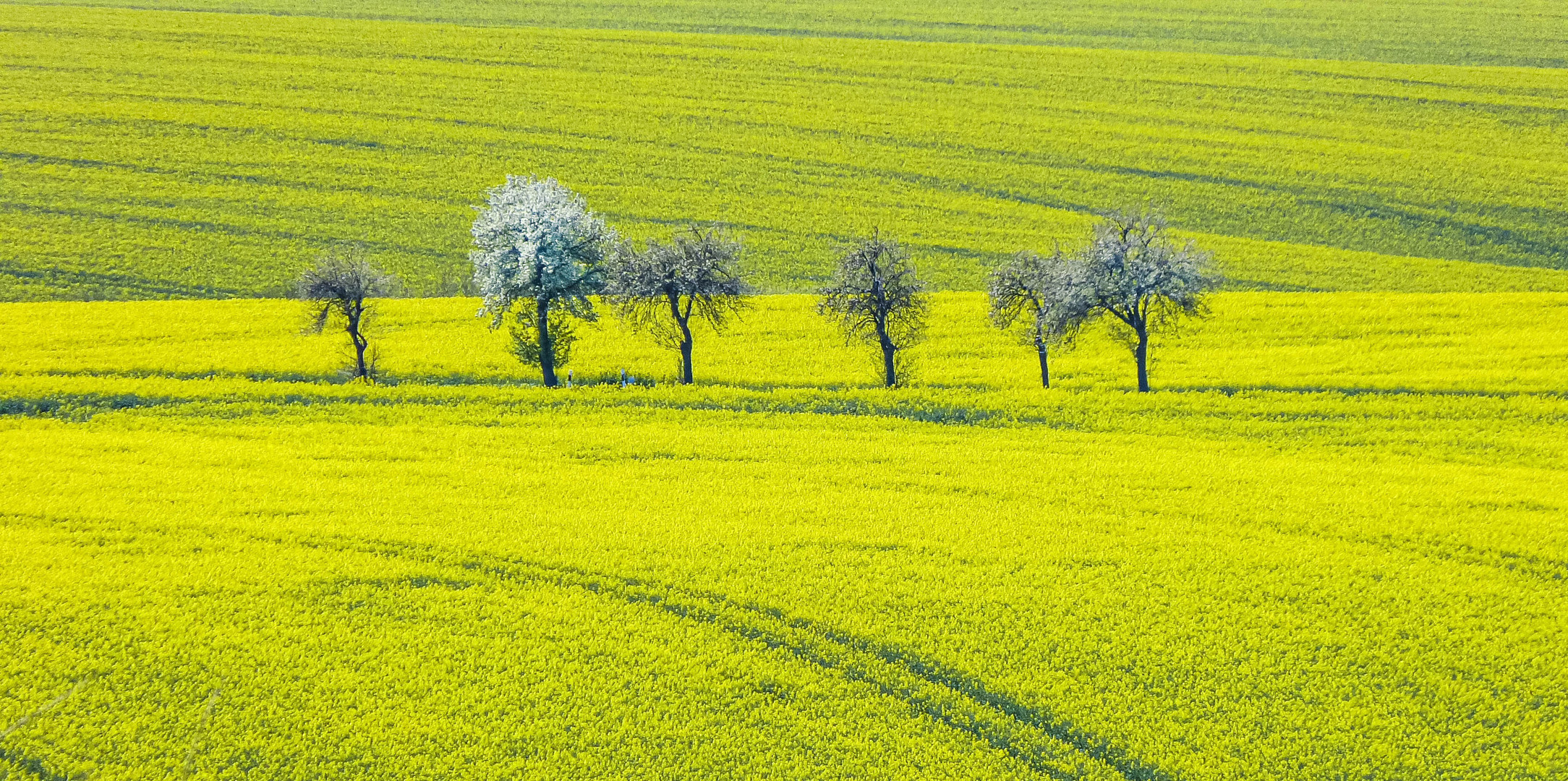 Millionen Mittwochsblümchen im Feld und auf den Bäumen