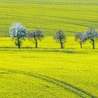 Millionen Mittwochsblümchen im Feld und auf den Bäumen