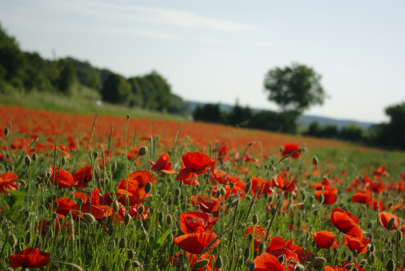 Millionen roter Schmetterlinge