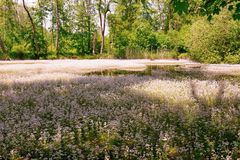 Millionen von Blüten