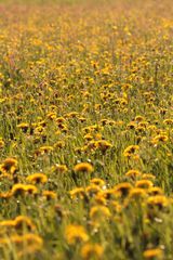 Millionen von Löwenzahnblüten auf einer Wiese in Göfis ...