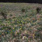 Millionen von Narzissen blühen in der Eifel